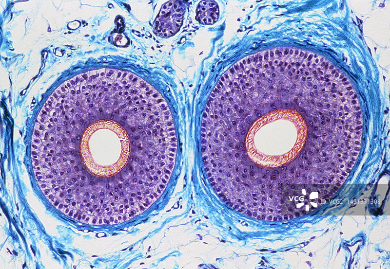 人发横截面的显微镜图像图片素材