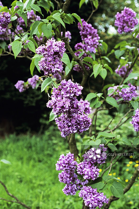 爱德华·哈丁夫人与丁香花图片素材