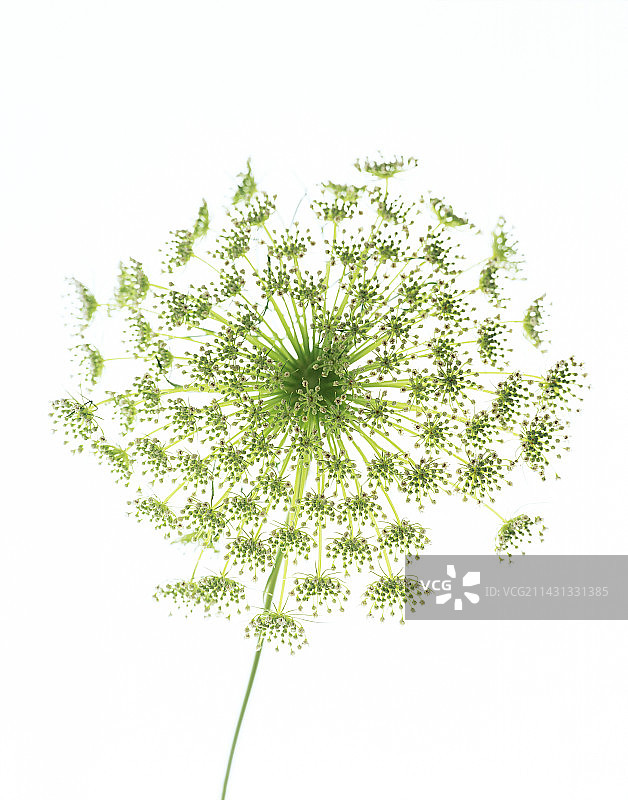 莳萝（Anethum graveolens）图片素材