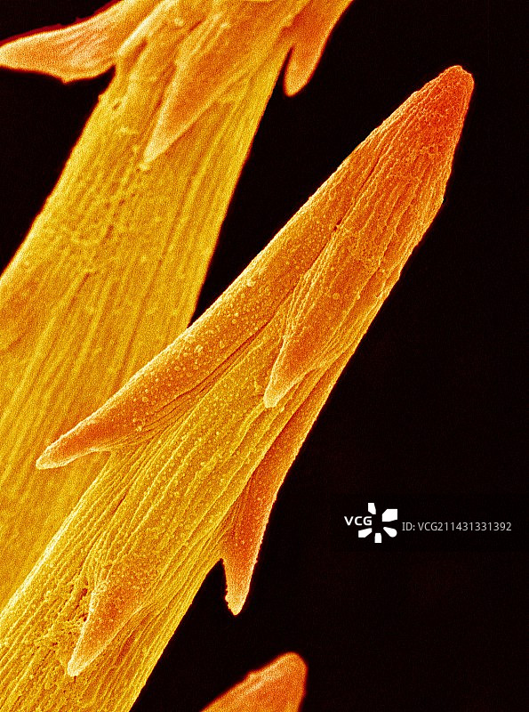 仙人掌刺图片素材
