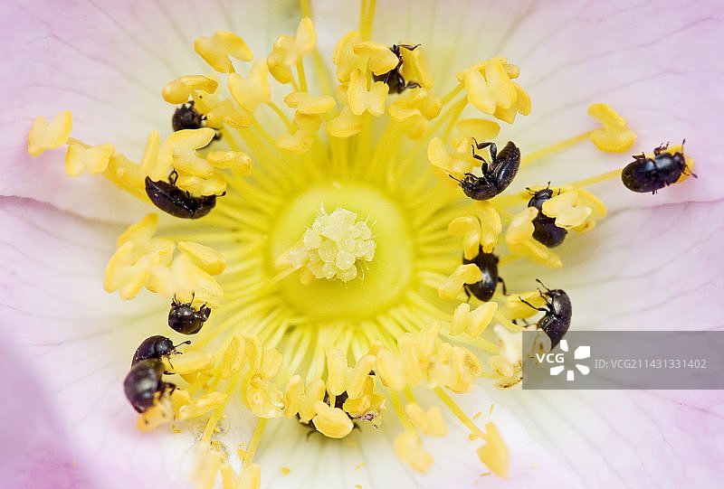 普通花粉甲虫觅食图片素材