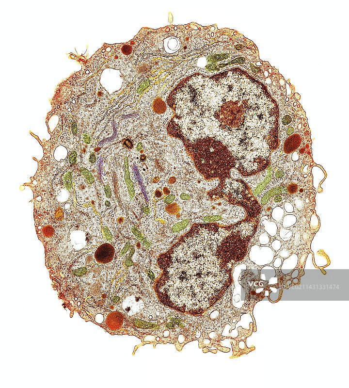 白细胞透射电镜图图片素材