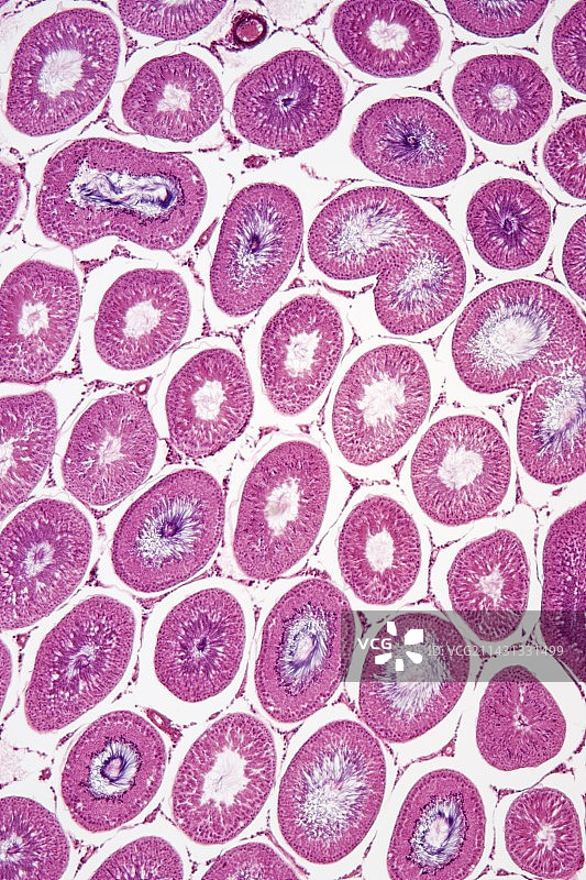 曲细精管的横截面图片素材