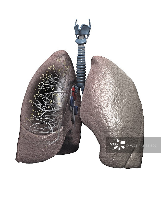 人类肺部图片素材