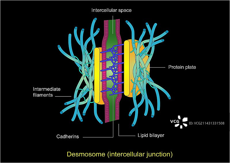 桥粒细胞连接图片素材