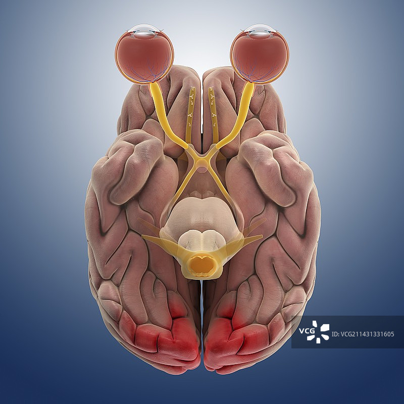 大脑和眼睛解剖结构图图片素材