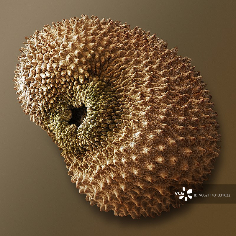 红石竹种子（Silene dioica）扫描电镜图图片素材