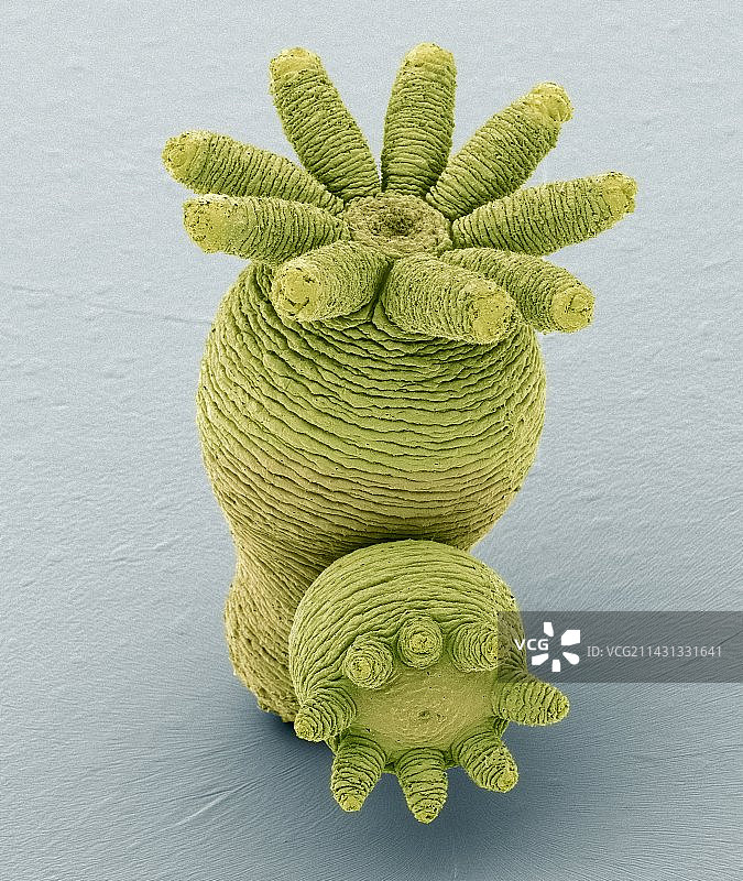 水螅萌芽，扫描电镜图片素材