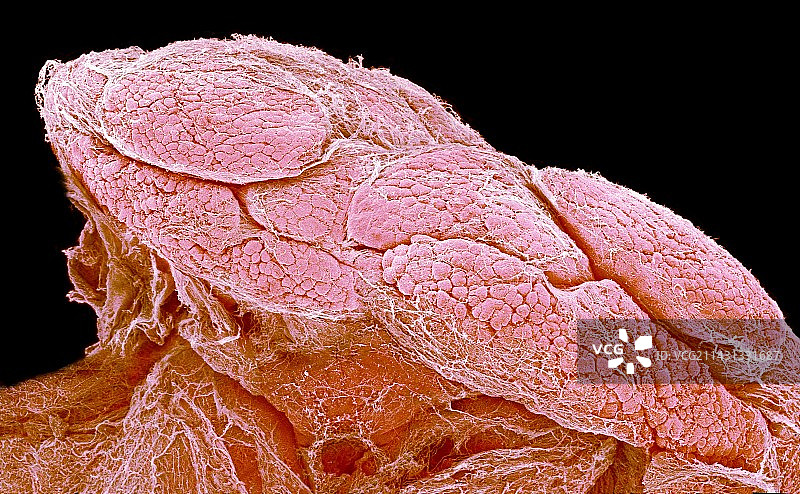 泪腺，扫描电子显微镜图片素材