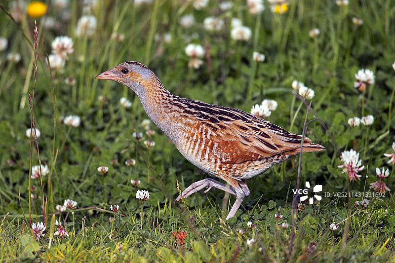 草地上的玉米田鸡图片素材