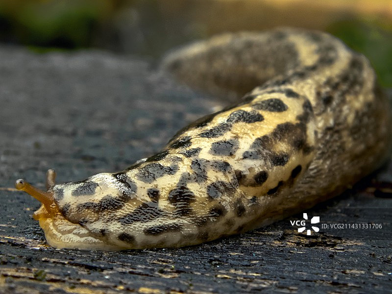 豹纹蛞蝓图片素材