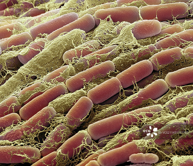 巨大芽孢杆菌，扫描电镜图片素材