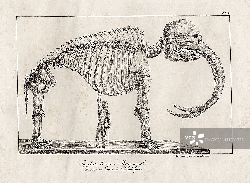 19世纪艺术品：乳齿象骨骼图片素材