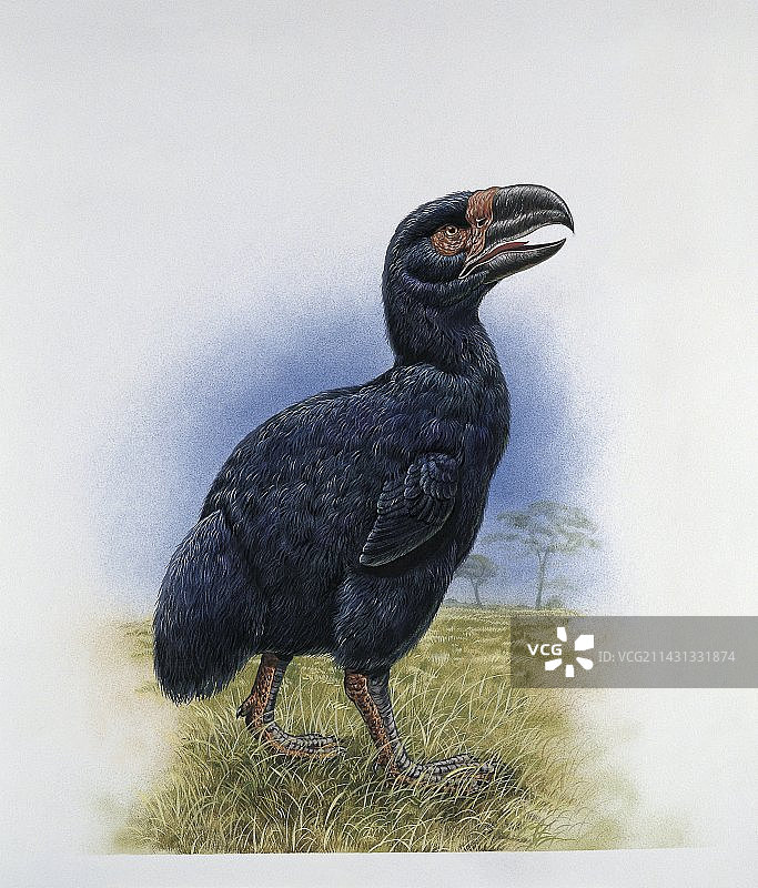 加斯特鸟插图图片素材