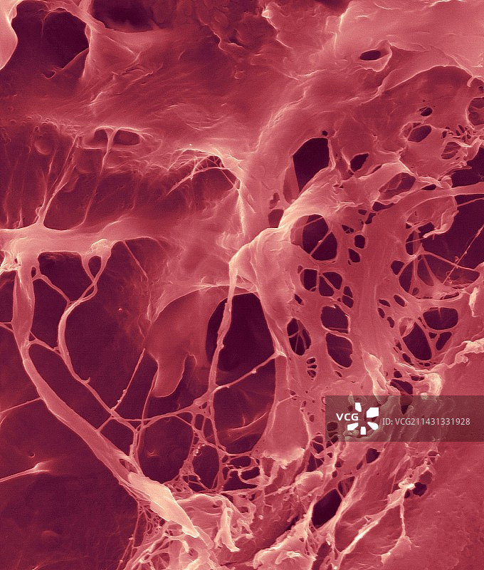 细胞外基质扫描电镜图图片素材