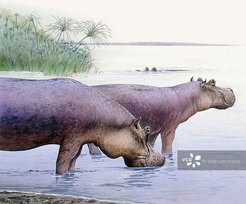 戈氏河马插图图片素材