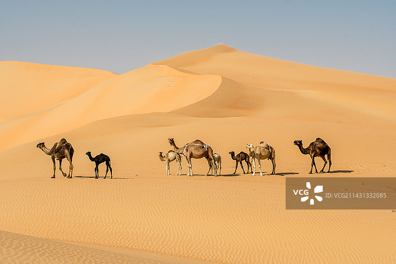 沙漠中的骆驼图片素材