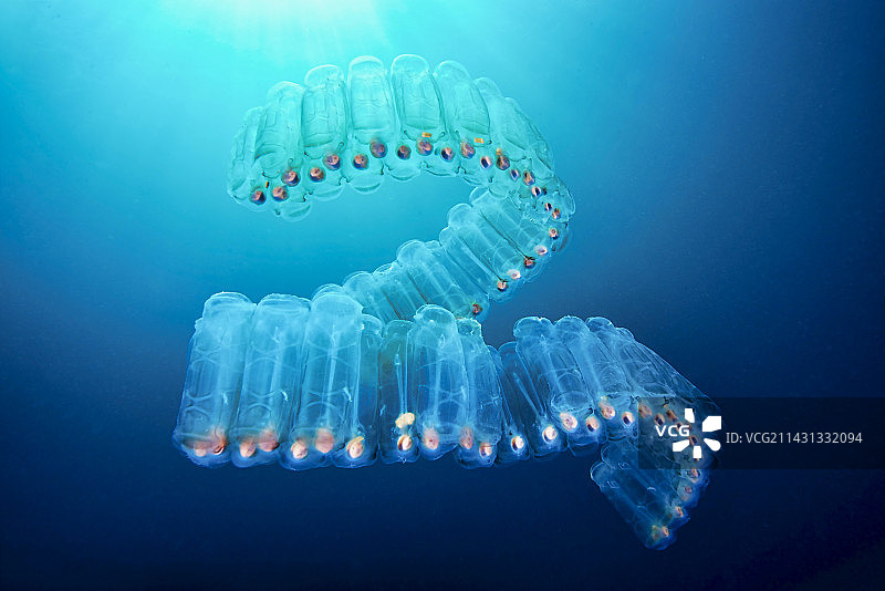 樽海鞘群落图片素材