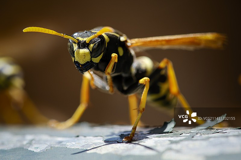 欧洲纸胡蜂图片素材