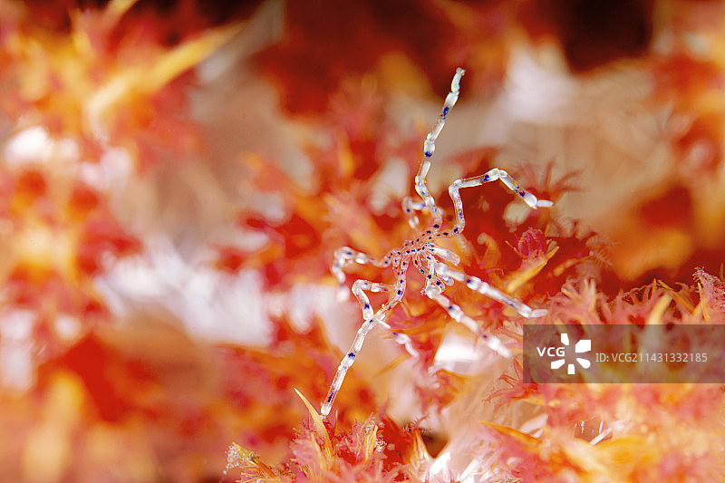 红色软珊瑚上的海蜘蛛图片素材