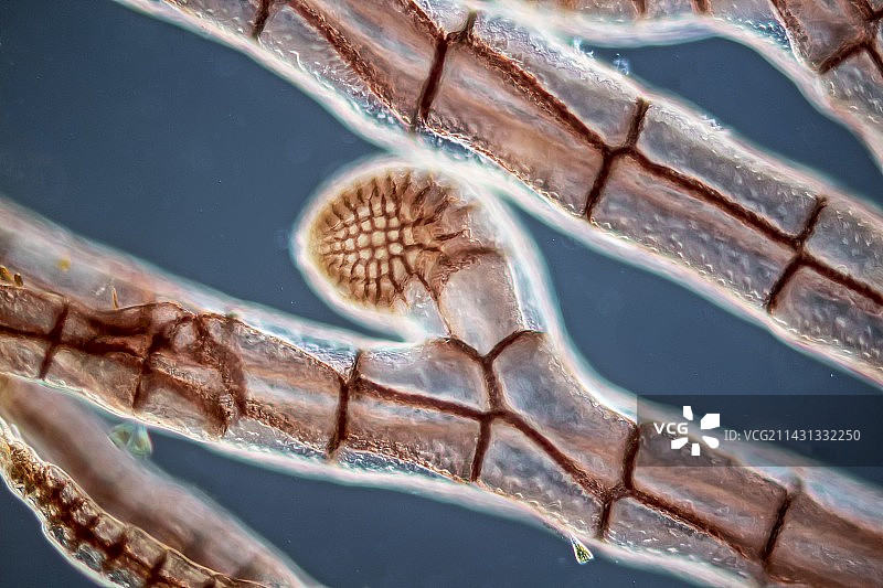 多管藻红藻（LM）图片素材