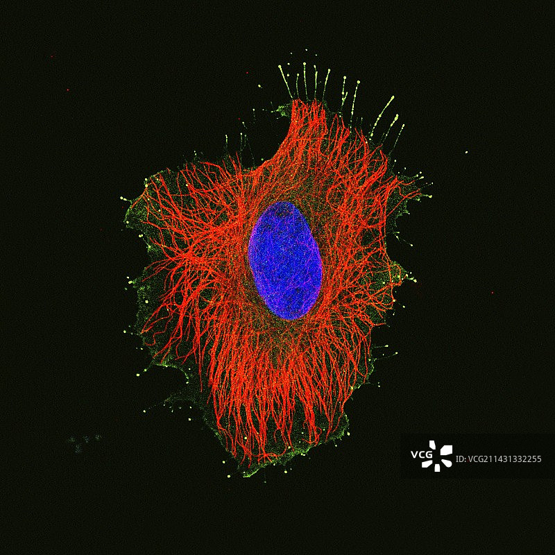 HeLa细胞荧光显微照片图片素材