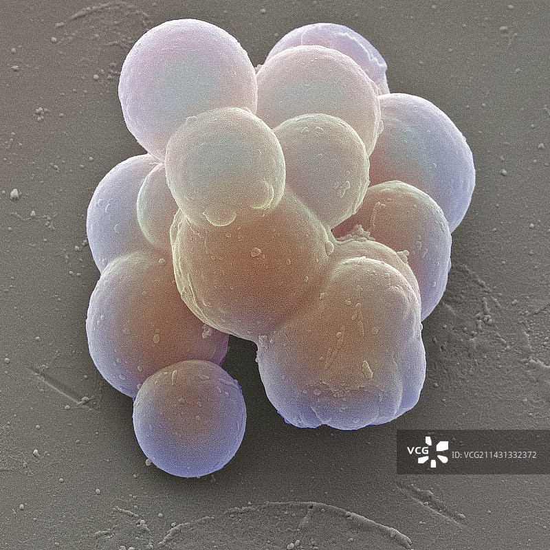 干细胞图片素材