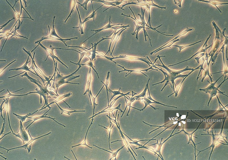 白人皮肤的皮肤色素细胞光学显微镜图图片素材