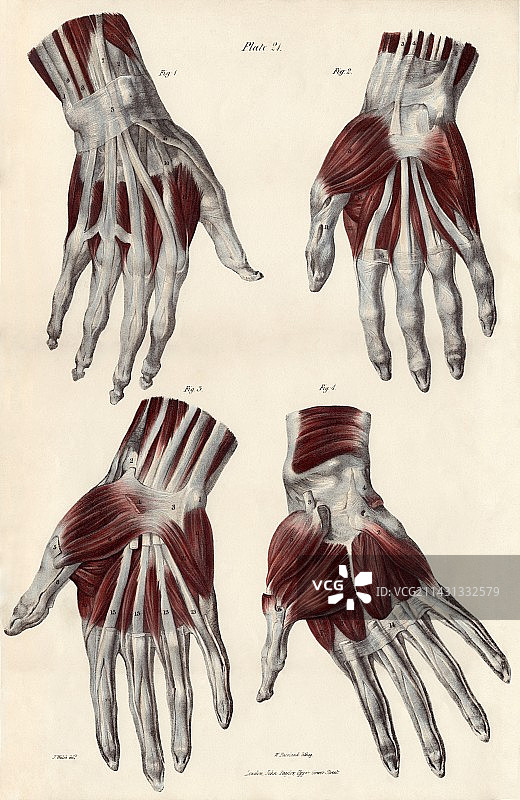 手部肌肉图片素材