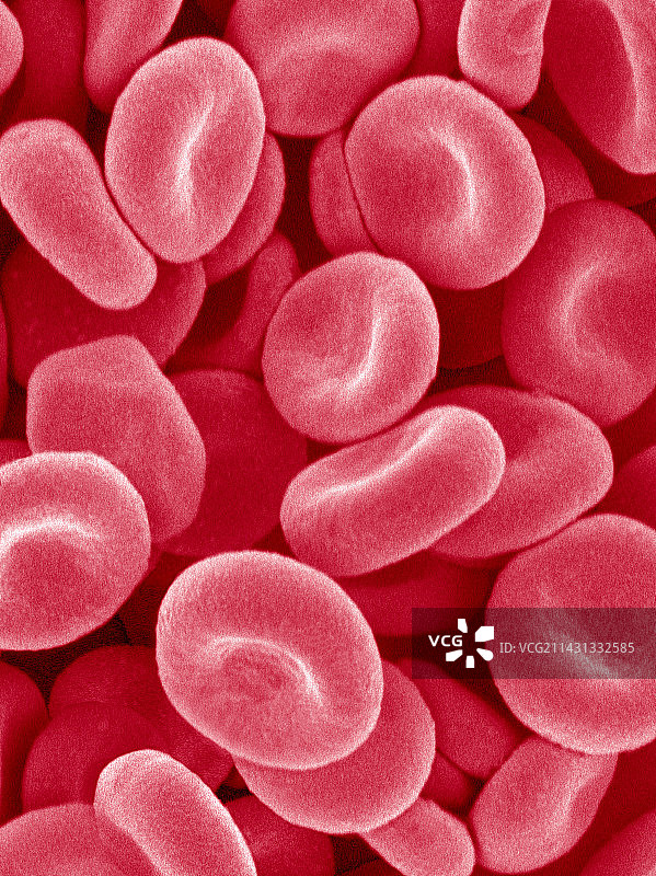 红细胞扫描电子显微镜图像图片素材