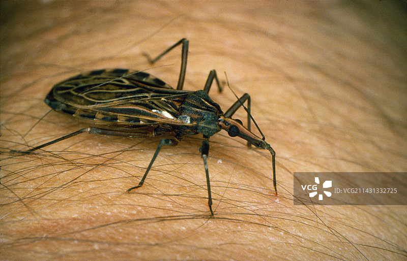 中美洲猎蝽图片素材