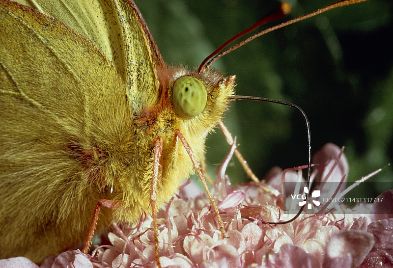 蝴蝶喙的微距照片图片素材