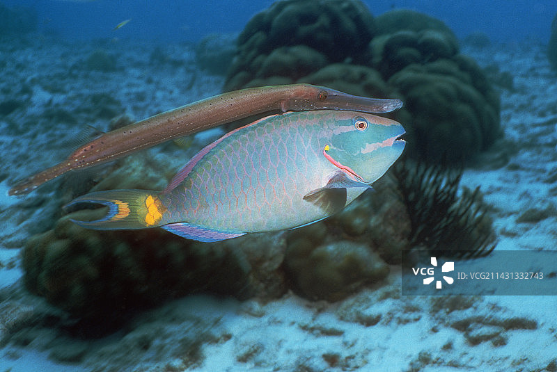 喇叭鱼和红绿灯鹦鹉鱼图片素材