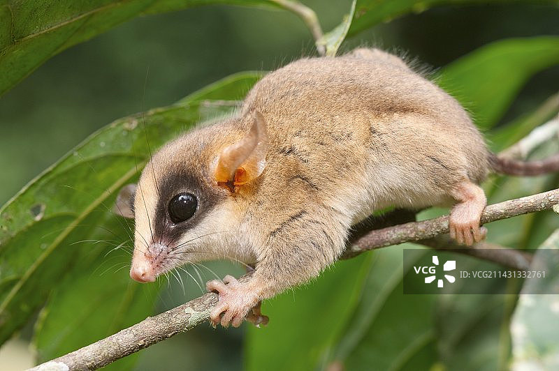 卡利诺夫斯基负鼠图片素材