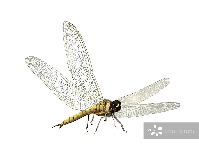 史前飞行昆虫艺术作品图片素材