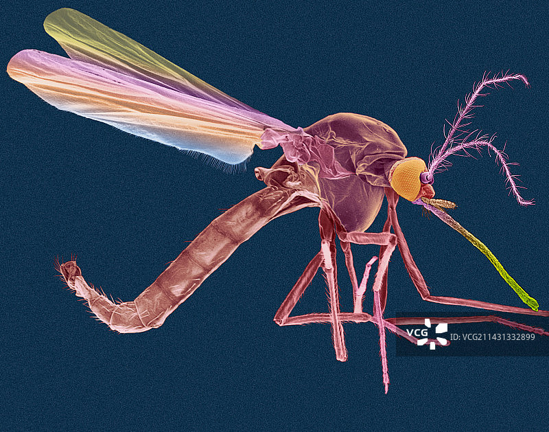 雌性疟蚊扫描电镜图图片素材