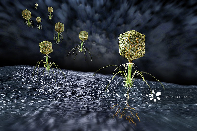 噬菌体，图示图片素材