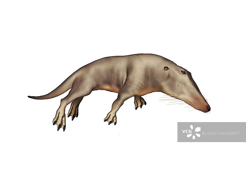 中生鲸祖先复原图图片素材