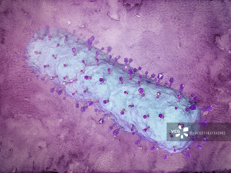 噬菌体攻击大肠杆菌细胞图片素材
