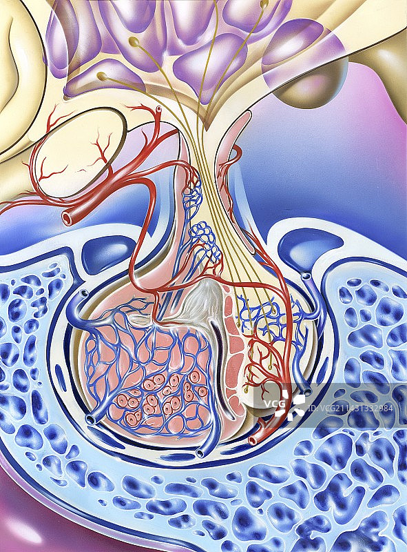脑垂体图示图片素材