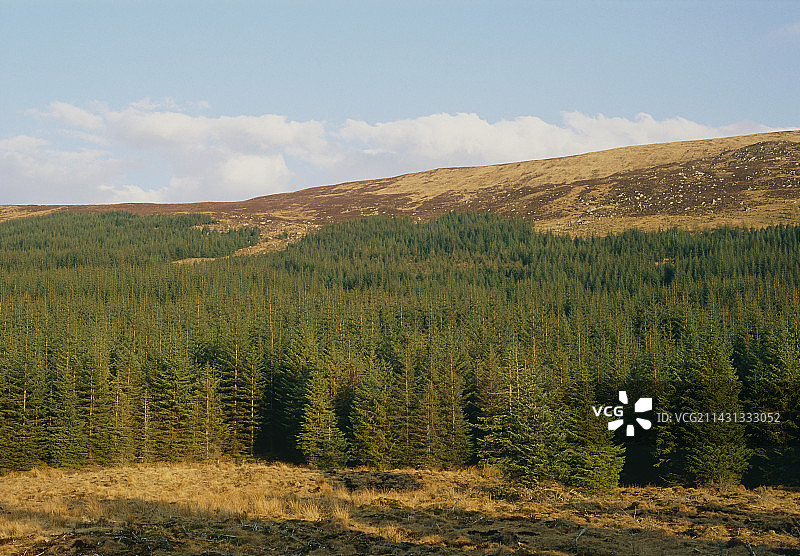 西加云杉种植园图片素材