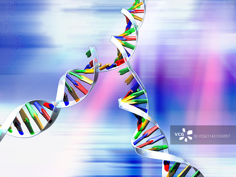 DNA复制图片素材