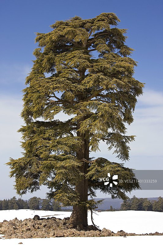 大西洋雪松图片素材