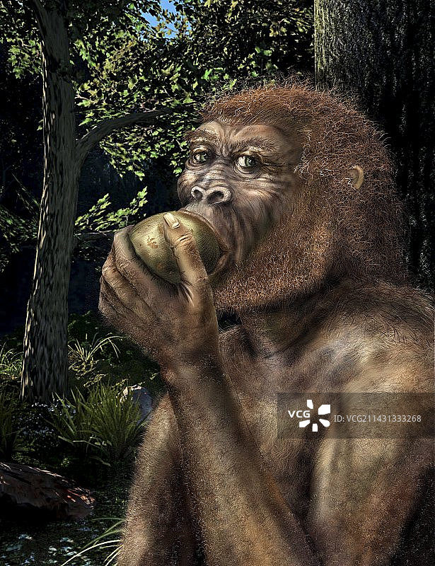 鲍氏傍人化石艺术作品图片素材