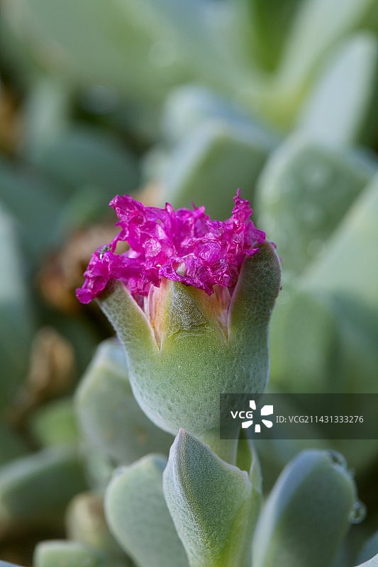 番杏科植物图片素材