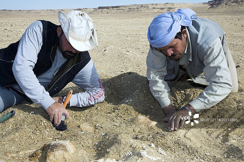 埃及龙王鲸化石挖掘图片素材