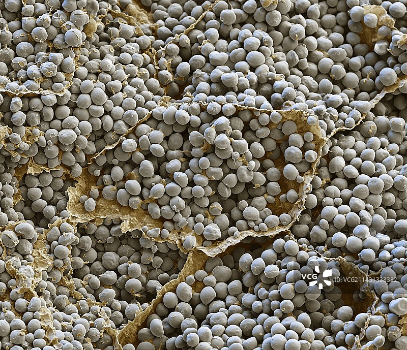 玉米粒扫描电镜图图片素材