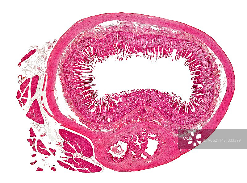 猫小肠，光学显微照片图片素材