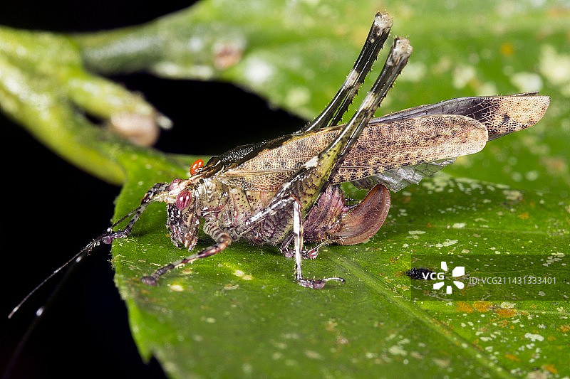 热带灌木蟋蟀图片素材