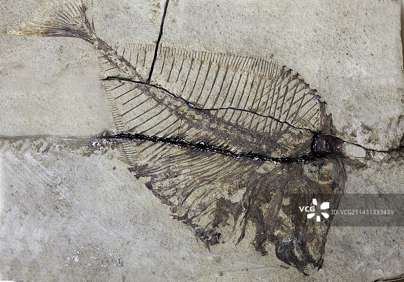 鳞齿鱼图片素材